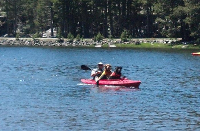 kayaking dogs